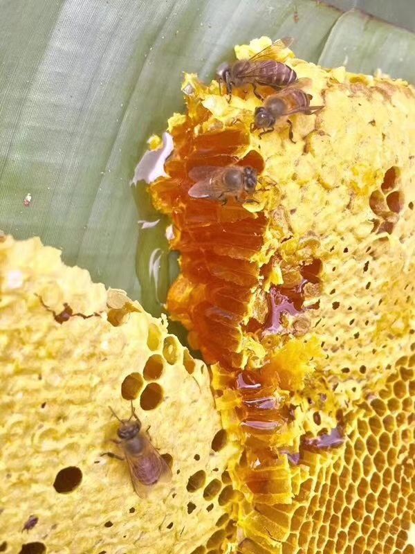 野生蜂蜜